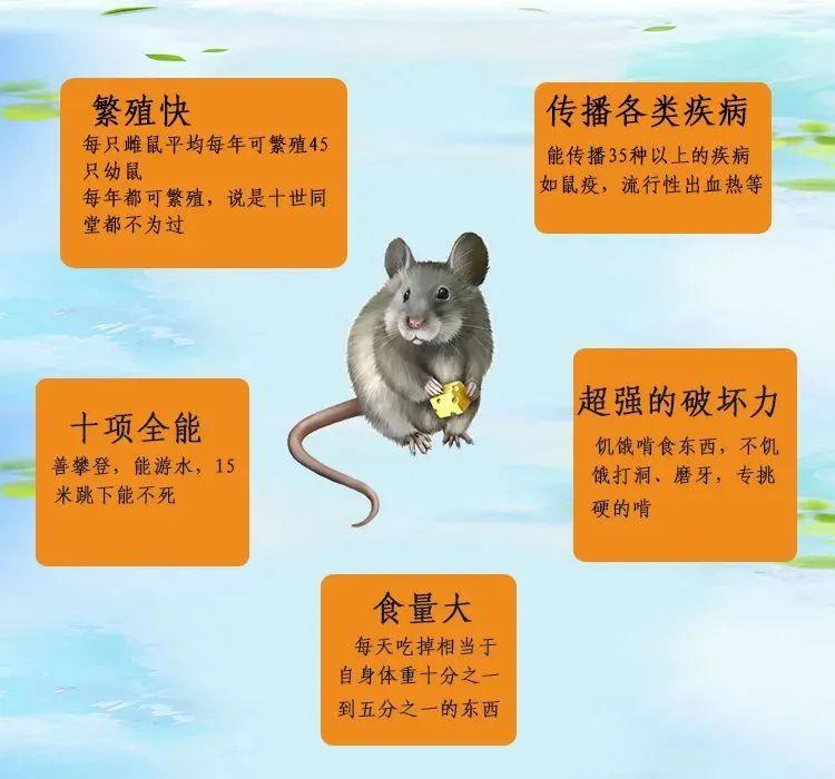 最新驱鼠方法，告别鼠患，探索小巷特色小店，无忧生活新体验！